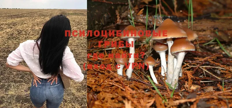 где купить наркотик  нарко площадка как зайти  Галлюциногенные грибы Magic Shrooms  Большой Камень 